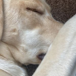 Meet your Posher, Phoebe